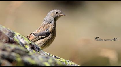 Alpine Accentor