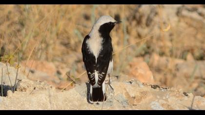Finsch`s Wheatear