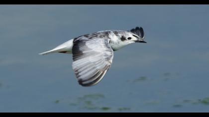 White-winged Tern