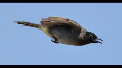 White-spectacled Bulbul