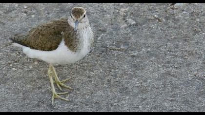 Common Sandpiper