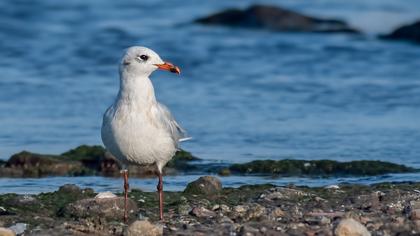 Mediterranean Gull