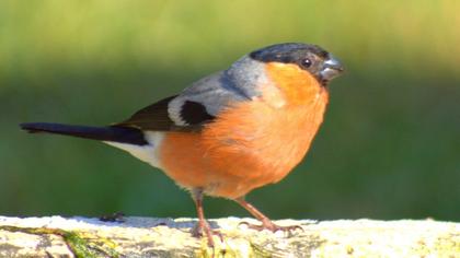 Eurasian Bullfinch