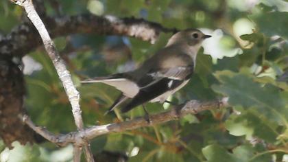 Semicollared Flycatcher