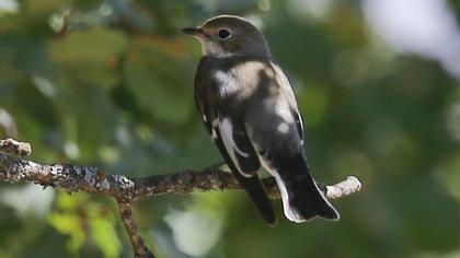 Collared Flycatcher