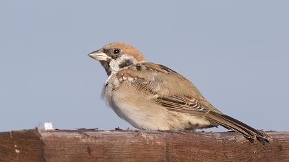 Eurasian Tree Sparrow
