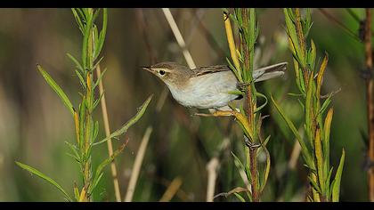 Booted Warbler