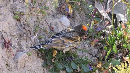 Red-fronted Serin