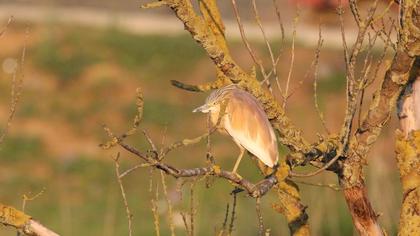 Squacco Heron