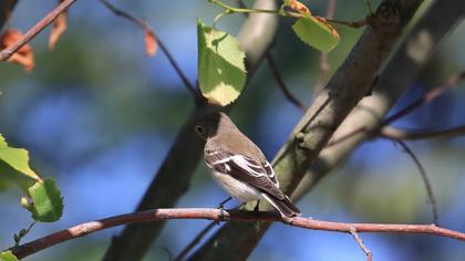Collared Flycatcher