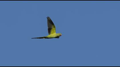 Rose-ringed Parakeet