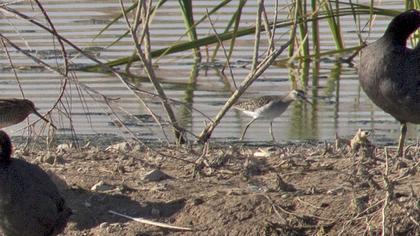 Wood Sandpiper
