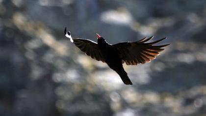 Red-billed Chough