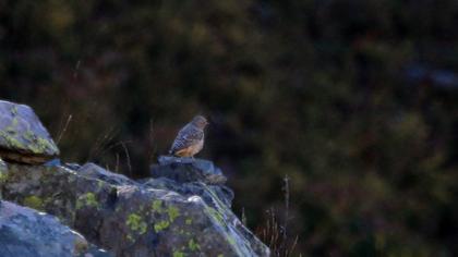 Common Rock Thrush