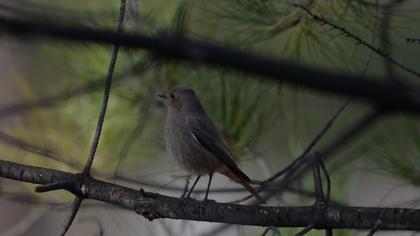 Black Redstart