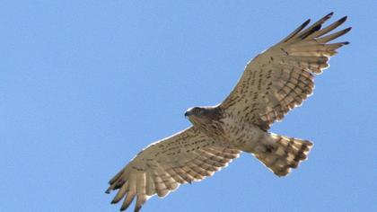 Short-toed Snake Eagle