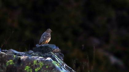 Common Rock Thrush