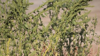 Eurasian Tree Sparrow