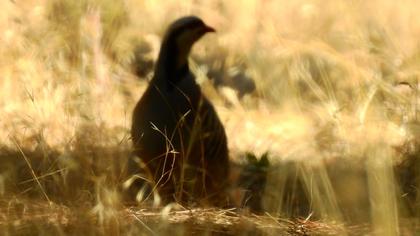 Chukar Partridge