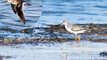 Terek Sandpiper