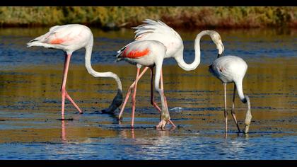 Greater Flamingo