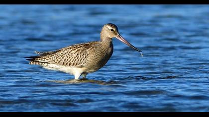 Bar-tailed Godwit