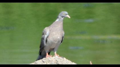 Common Wood Pigeon