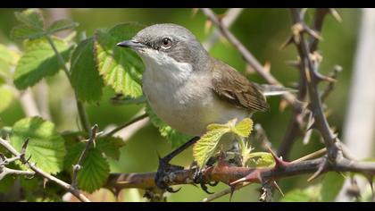 Lesser Whitethroat