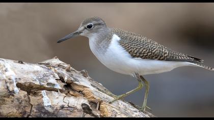 Common Sandpiper