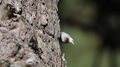 Krüper`s Nuthatch