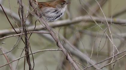 Cetti`s Warbler