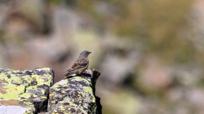 Alpine Accentor