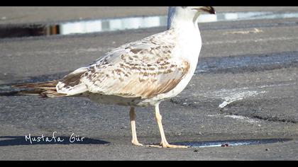 Yellow-legged Gull