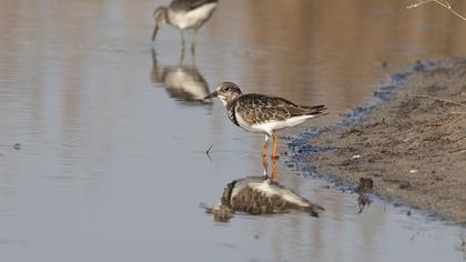Ruddy Turnstone