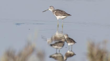 Common Greenshank