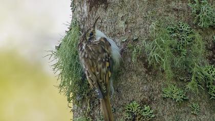 Eurasian Treecreeper