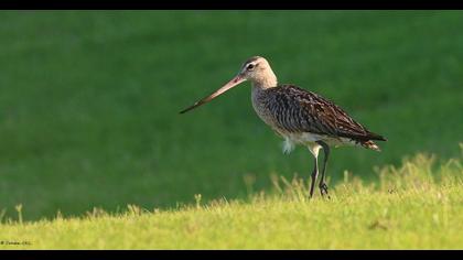 Bar-tailed Godwit