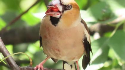 Hawfinch