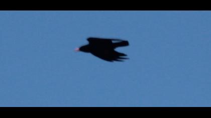 Red-billed Chough