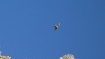 Eurasian Crag Martin