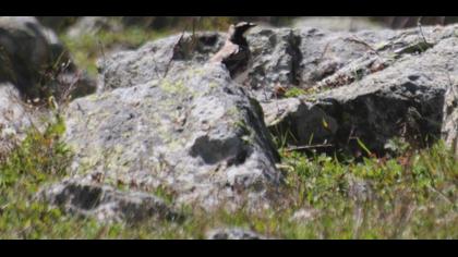Horned Lark
