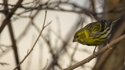 European Serin