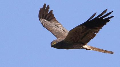 Montagu`s Harrier