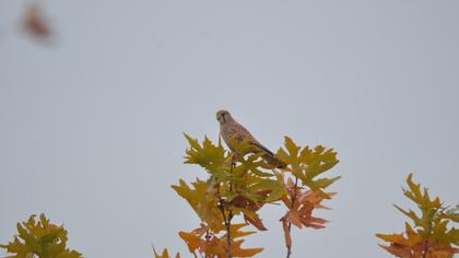 Common Kestrel