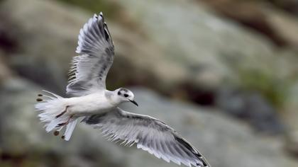 Little Gull