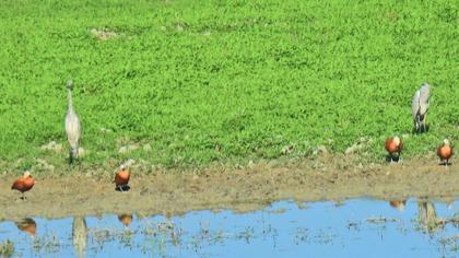 Ruddy Shelduck