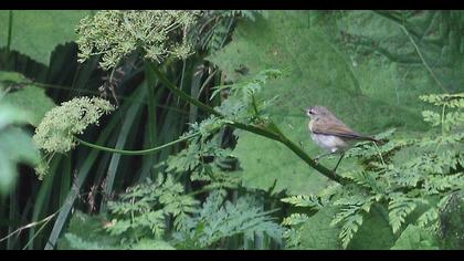 Mountain Chiffchaff