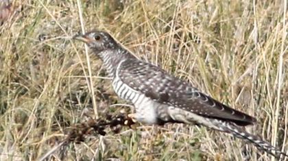 Common Cuckoo