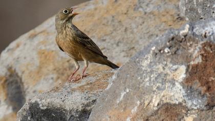 Ortolan Bunting