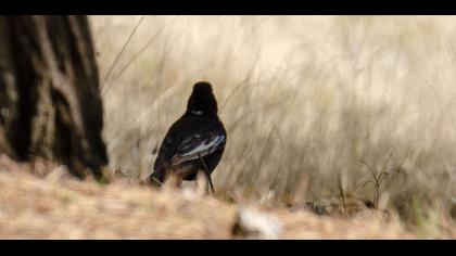 Ring Ouzel